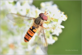 <p>PESTŘENKA PRUHOVANÁ (Episyrphus balteatus) Jiříkov ---- /Episyrphus balteatus - Hainschwebfliege/</p>